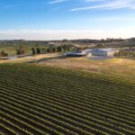 View of O'Leary Walker c=vines and Cellar Door, Leasingham