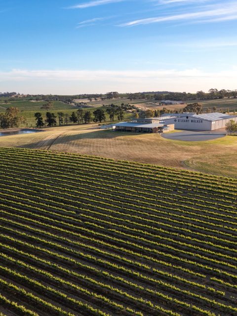 View of O'Leary Walker c=vines and Cellar Door, Leasingham