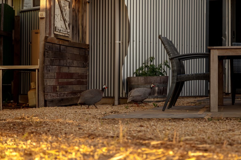Bed In A Shed One — 8